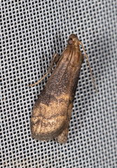 Euzophera fuliginosella