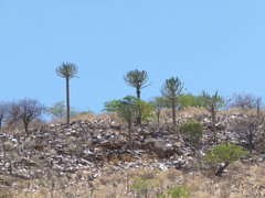Euphorbia eduardoi image