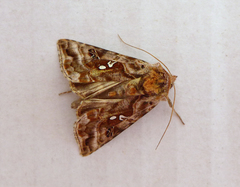 Autographa pulchrina