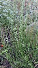 Anarrhinum forskaohlii