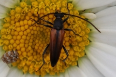 Stenurella melanura