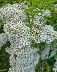 Spiraea cinerea