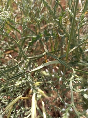 Goniolimon tataricum