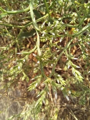 Goniolimon tataricum