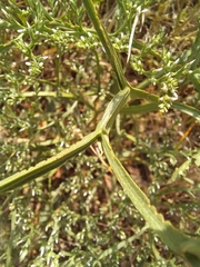 Goniolimon tataricum