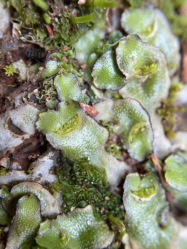 Lunularia cruciata ssp. thaxteri