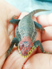 Sceloporus pyrocephalus