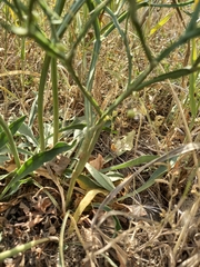 Goniolimon tataricum