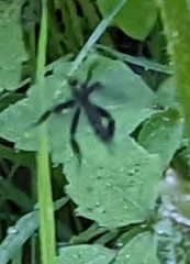 Rhamphomyia longicauda