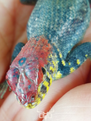 Sceloporus pyrocephalus