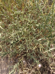 Goniolimon tataricum