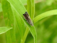 Grapholita angleseana