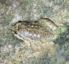 Quasipaa spinosa