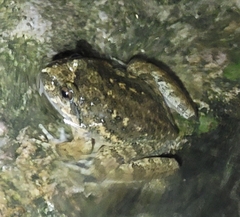 Quasipaa spinosa