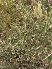 Goniolimon tataricum