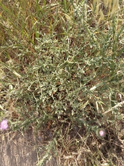 Goniolimon tataricum