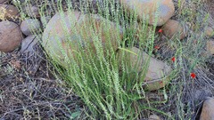 Anarrhinum forskaohlii