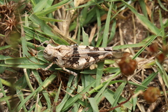 Oedipoda miniata