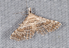 Alucita grammodactyla