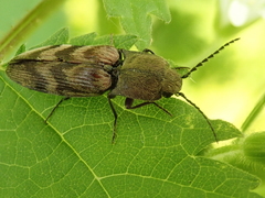 Diacanthous undulatus