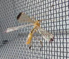 Hylobittacus apicalis