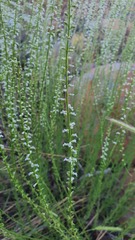 Anarrhinum forskaohlii