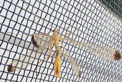 Hylobittacus apicalis