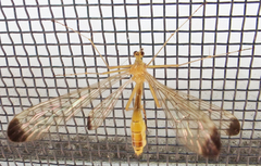 Hylobittacus apicalis