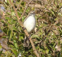 Acrocephalus gracilirostris
