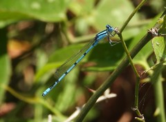 Enallagma doubledayi