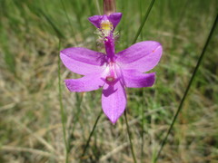 Calopogon tuberosus