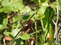 Enallagma doubledayi