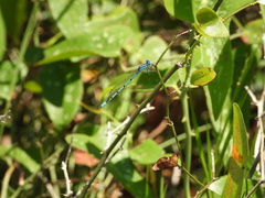 Enallagma doubledayi