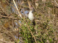 Acrocephalus gracilirostris