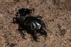 Pachyodontus languidus