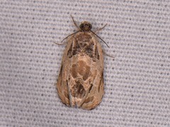 Olethreutes griseoalbana