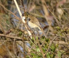 Acrocephalus gracilirostris