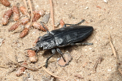 Chalcophora detrita