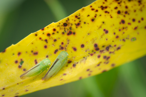 Idiocerus raphus