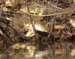 Acrocephalus gracilirostris