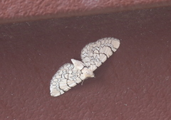 Eupithecia venosata