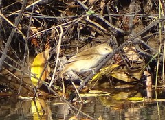Acrocephalus gracilirostris