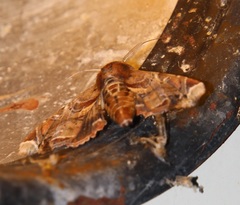 Eutelia pulcherrimus