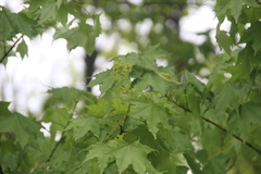 Acer laetum