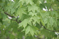 Acer laetum