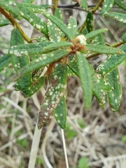 Exobasidium ledi