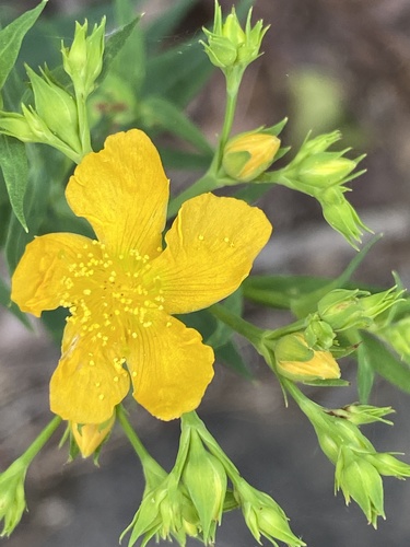 Brushy mountain St. johnswort (Hypericum radfordiorum)