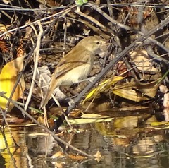 Acrocephalus gracilirostris