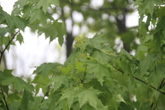 Acer laetum