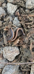 Californiulus